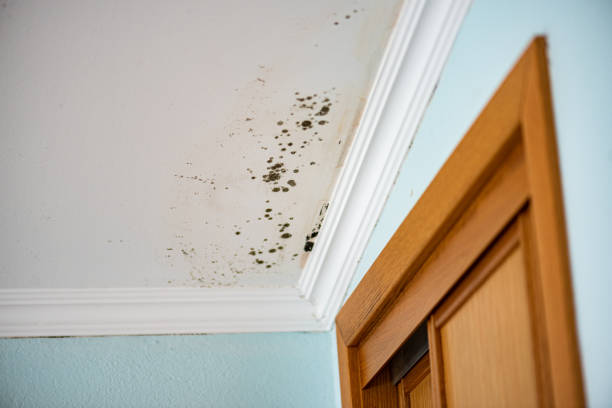 Best Black Mold Removal  in Erlanger, KY