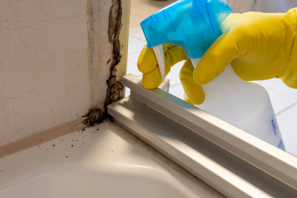 Best Toxic Mold Removal  in Erlanger, KY
