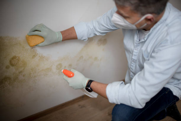 Best Attic Mold Removal  in Erlanger, KY