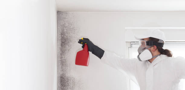 Certified Mold Removal in Erlanger, KY
